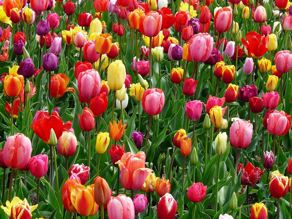 Free tulip image, public domain flower CC0 photo.