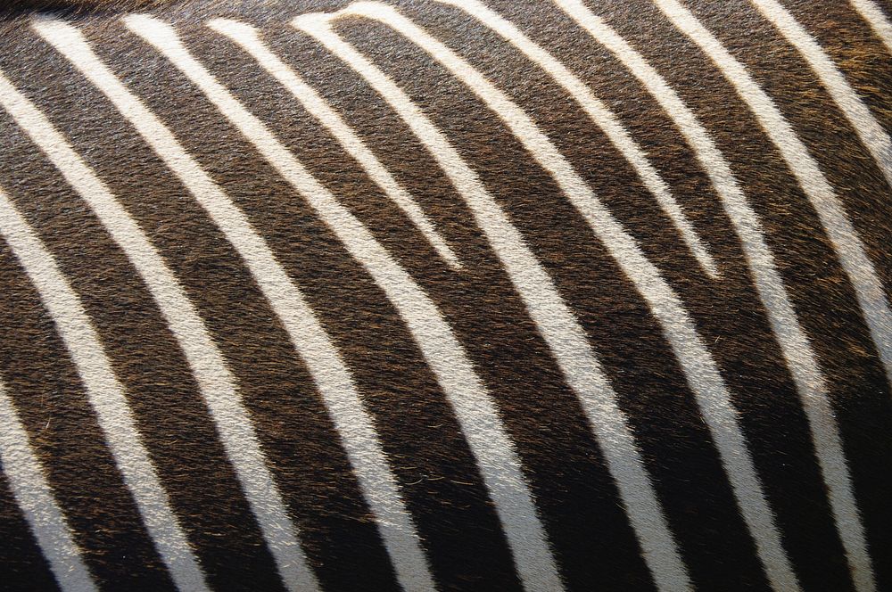 Free closeup on zebra fur image, public domain CC0 photo.