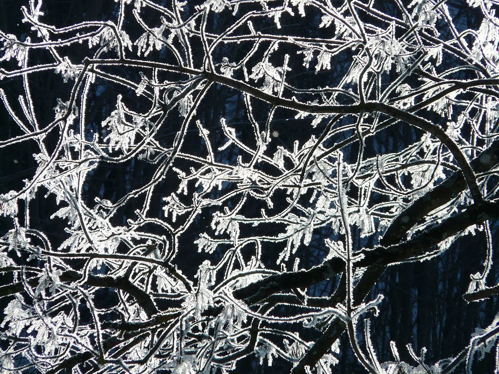 Free tree branches covered in snow photo, public domain winter CC0 image.