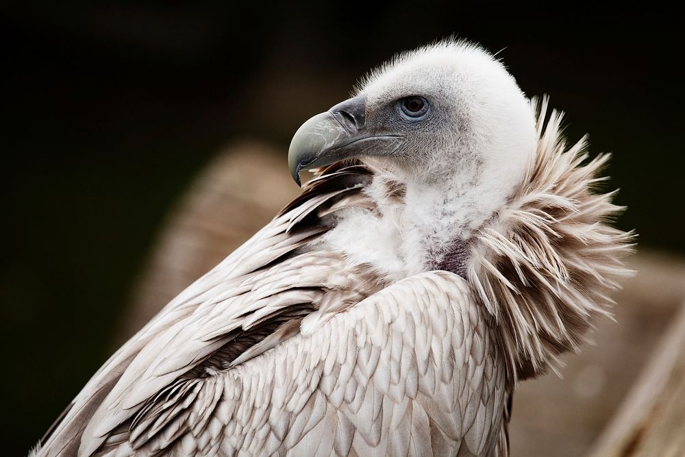 Free Himalayan vulture image, public domain animal CC0 photo.