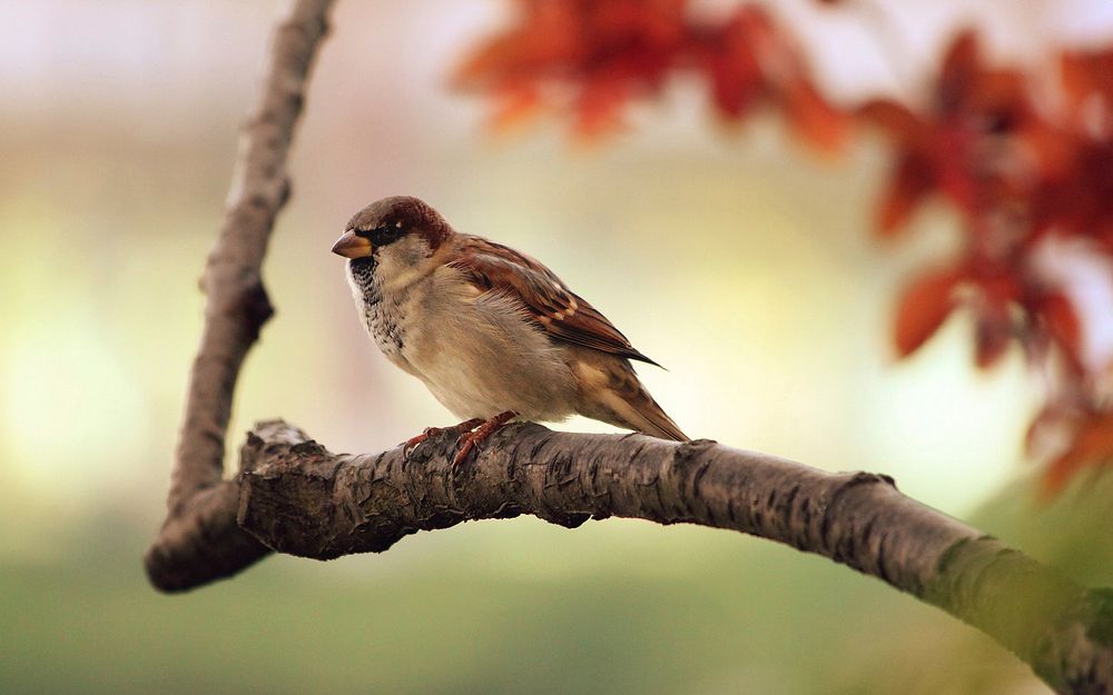 Free sparrow image, public domain animal CC0 photo.