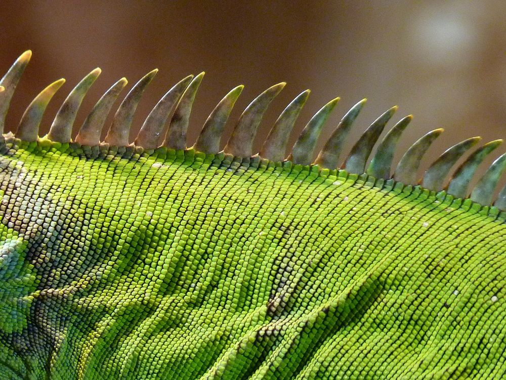Free iguana skin image, public domain animal CC0 photo.