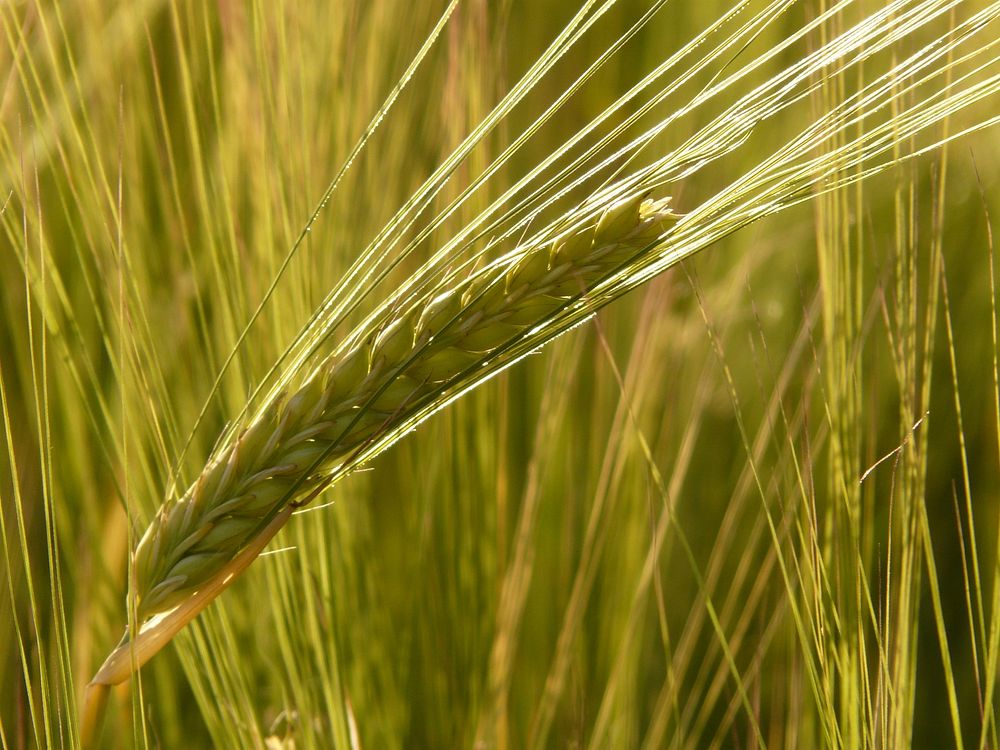 Free green wheats image, public domain food CC0 photo.