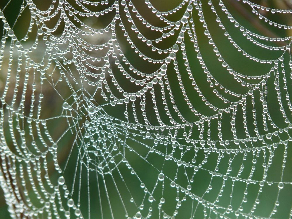 Free wet spider web image, public domain insect CC0 photo.