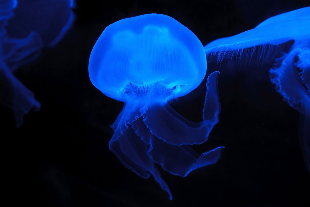 Free jelly fishes image, public domain animal CC0 photo.