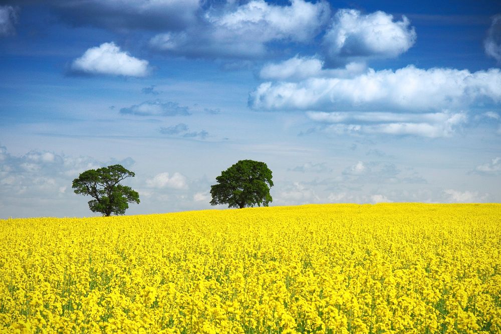 Free yellow flower field image, public domain landscape CC0 photo.