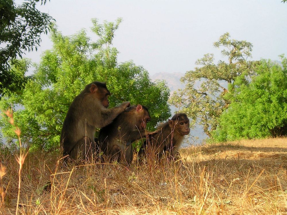 Free monkeys image, public domain animal CC0 photo.