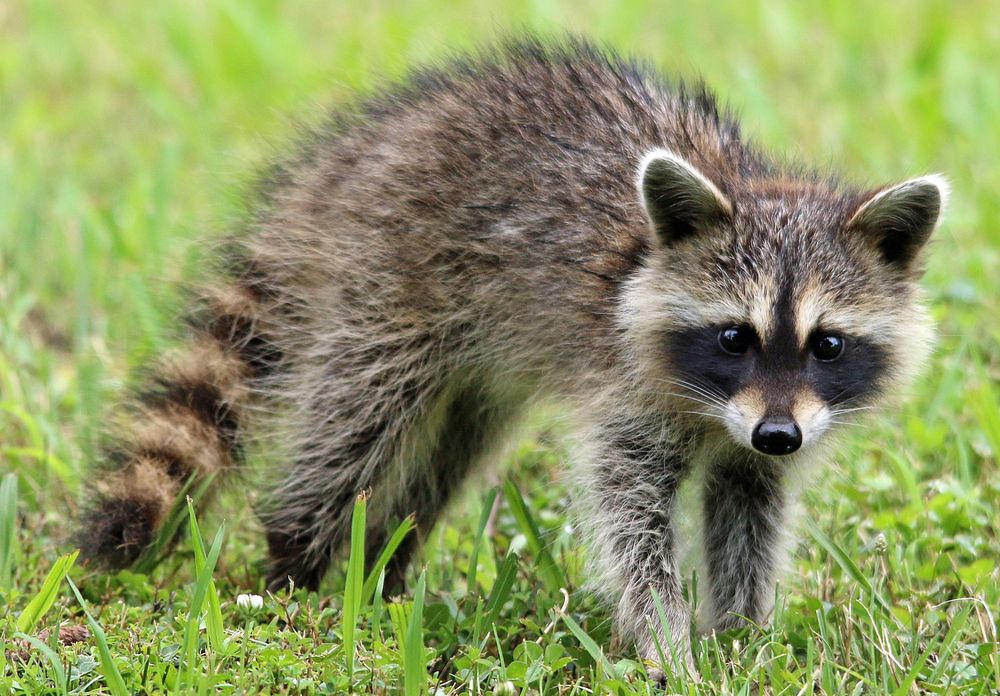 Free cute raccoon image, public domain CC0 photo.