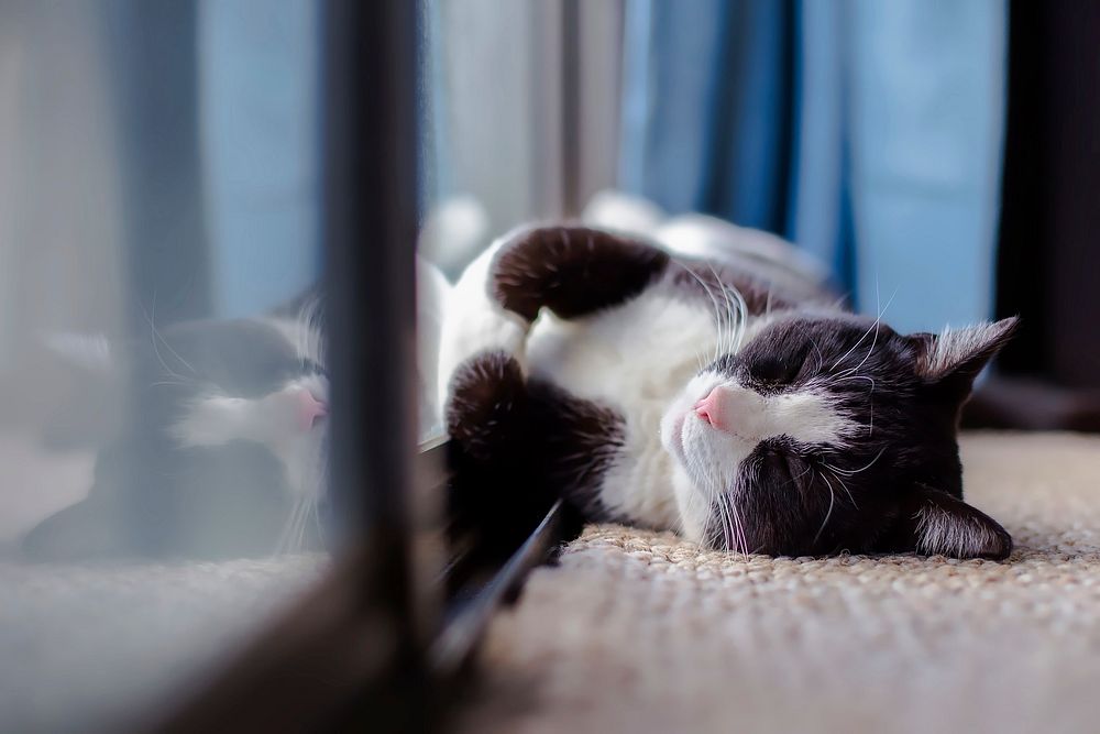Free cute cat taking a nap image, public domain CC0 photo.