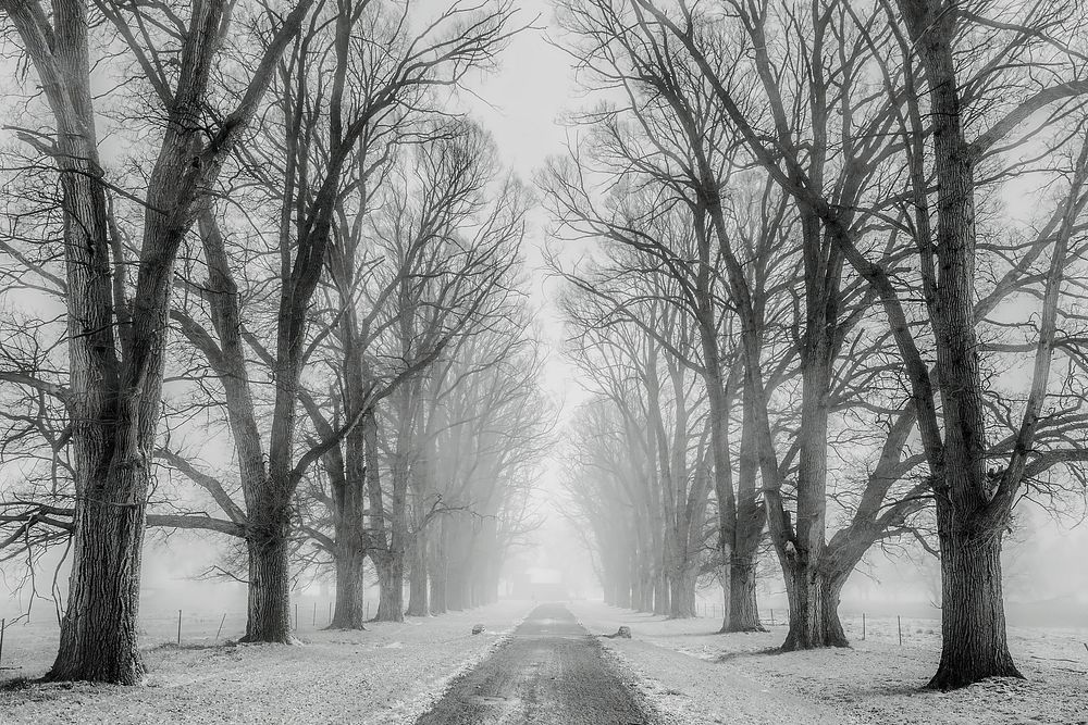 Free road, trees, and snow image, public domain winter CC0 photo.