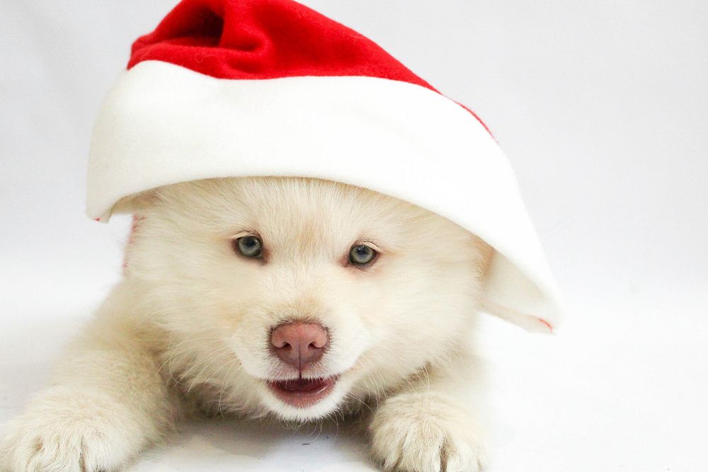Free puppy wearing Santa hat image, public domain animal CC0 photo.
