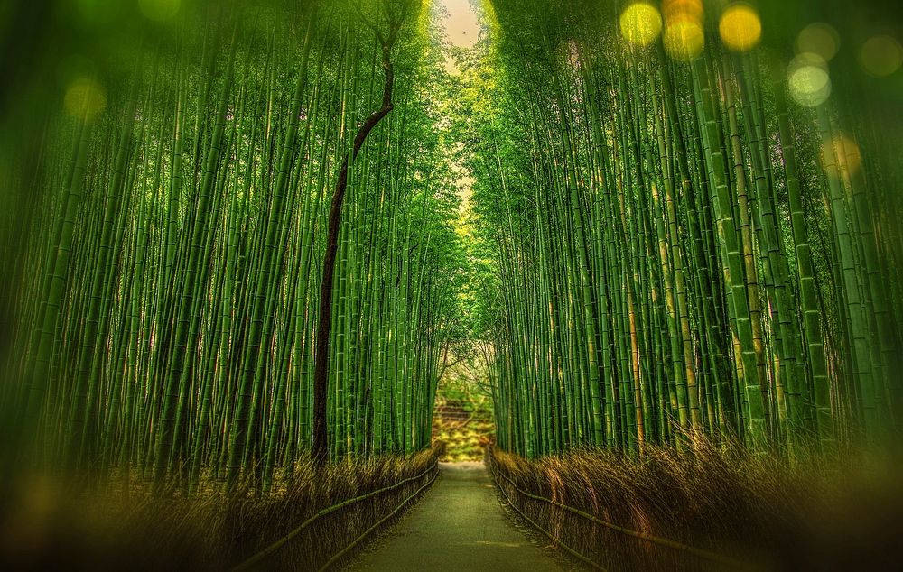 Free path through bamboos image, public domain nature CC0 photo.