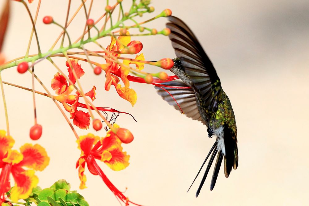 Free hummingbird and flower image, public domain animal CC0 photo.