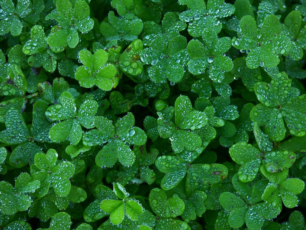 Free green leaf photo, public domain nature CC0 image.