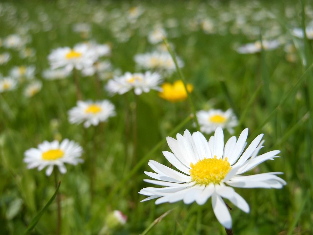 Free white daisy image, public domain flower CC0 photo.