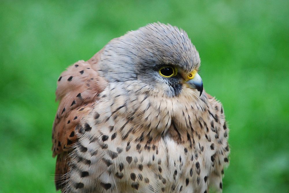 Free brown eagle image, public domain animal CC0 photo.