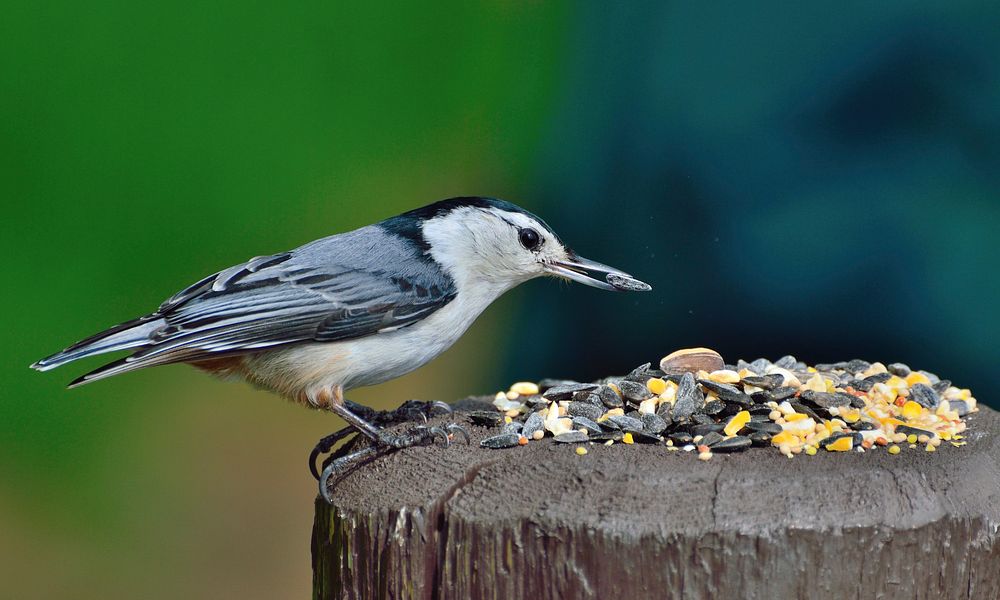 Free white breasted nuthatch at feeder photo, public domain animal CC0 image.