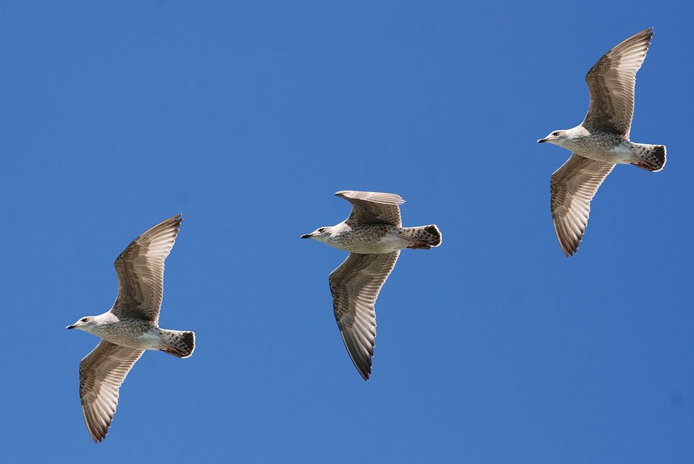 Free white birds flying in blue sky photo, public domain animal CC0 image.