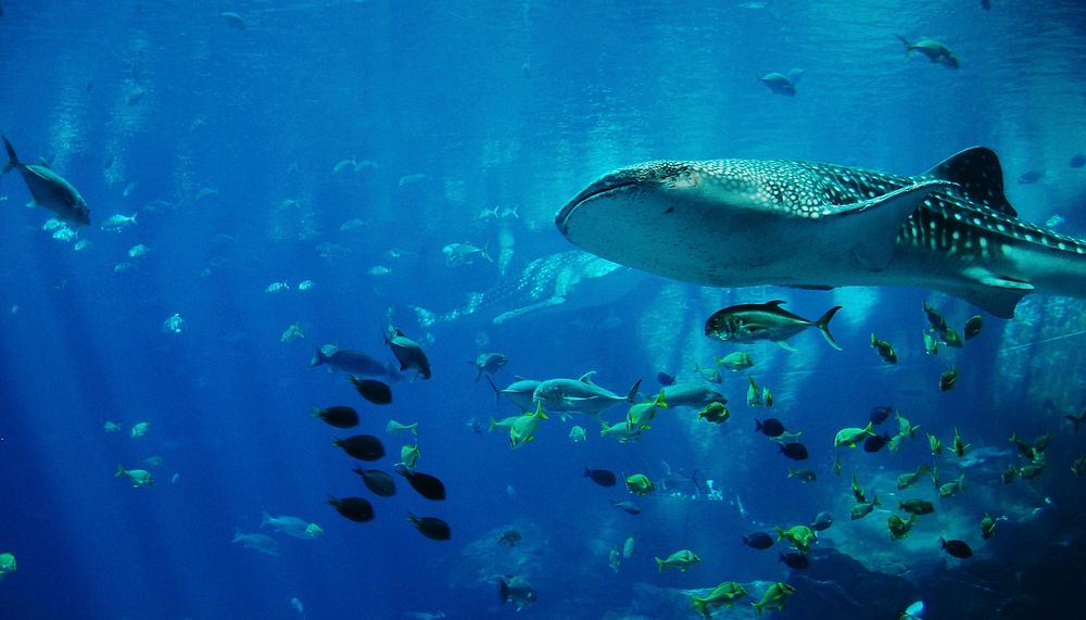 Free spotted whale shark image, public domain animal CC0 photo.