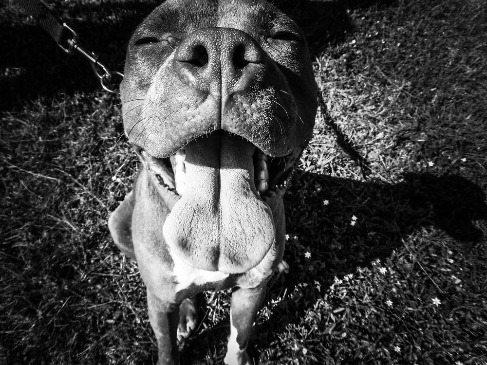 Free black and white dog face with tongue out image, public domain animal CC0 photo.