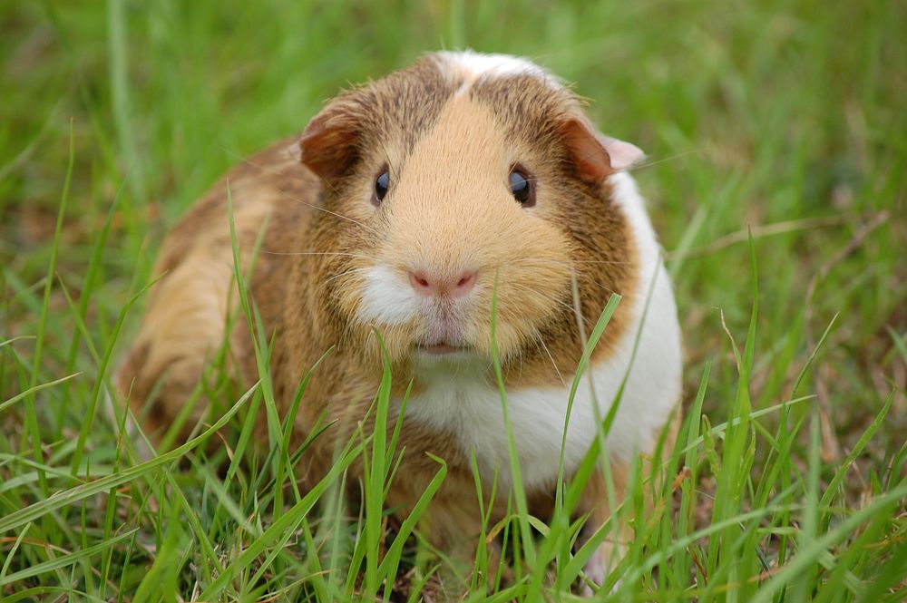 Free cute Guinea pig image, public domain pet CC0 photo.
