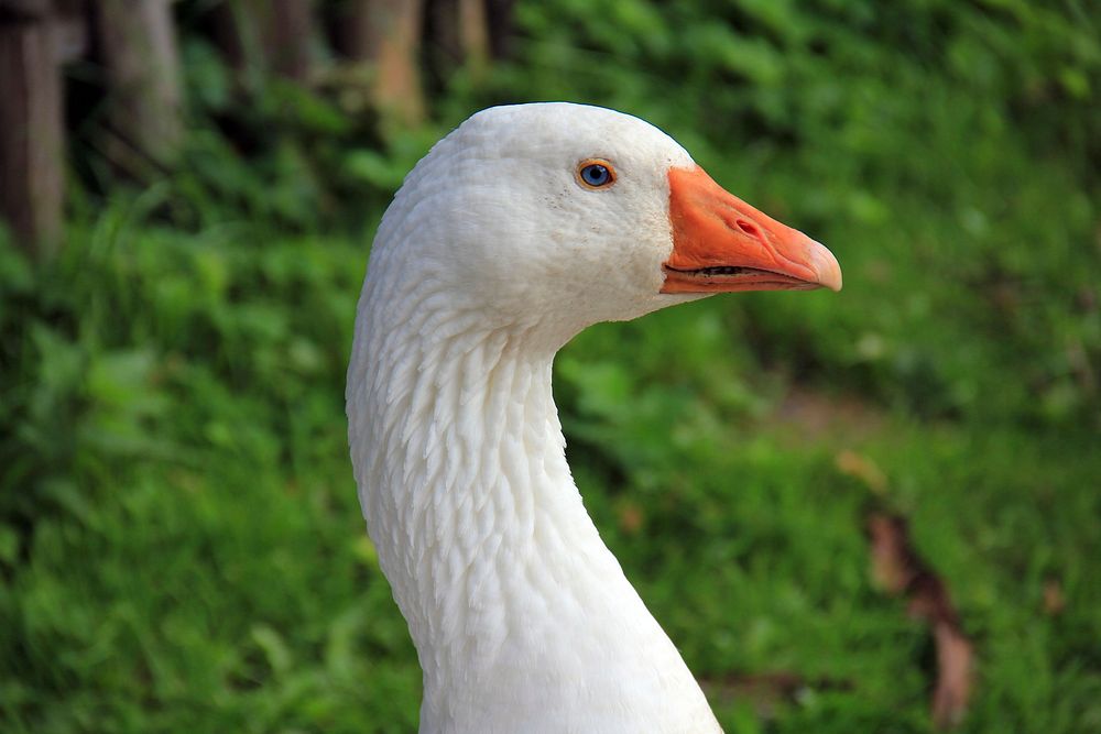 Free close up snow goose's head image, public domain animal CC0 photo.
