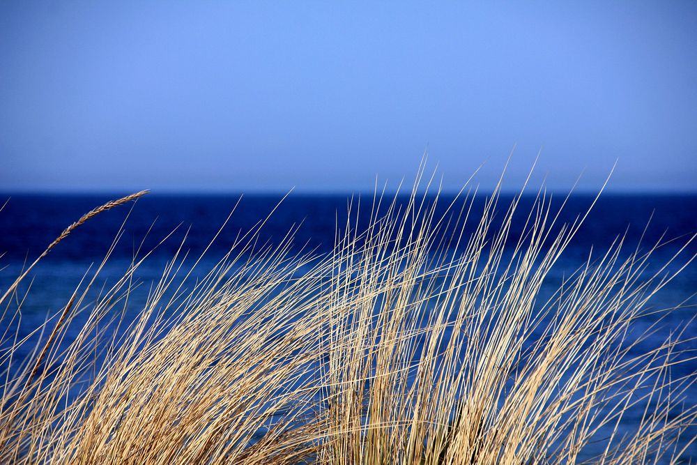 Free sea wheat image, public domain CC0 photo.