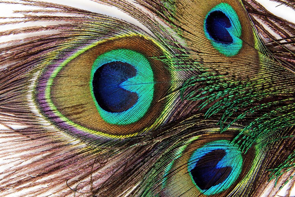 Free closeup on peacock feathers image, public domain animal CC0 photo.