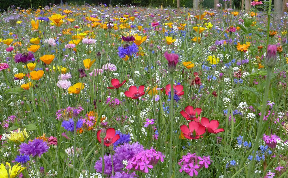 Free colorful flower field image, public domain spring CC0 photo.