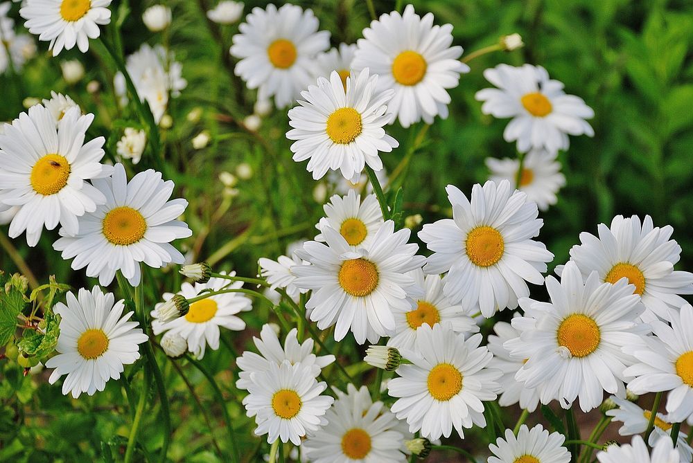 Free white daisy background image, public domain flower CC0 photo.