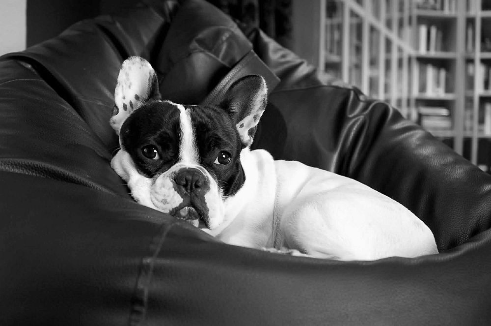 Free bulldog sitting on bean bag in black and white image, public domain animal CC0 photo.