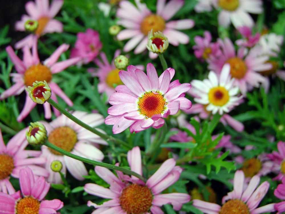 Free pink daisy image, public domain flower CC0 photo.