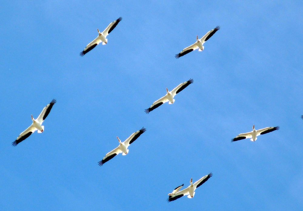 Free migratory birds image, public domain animal CC0 photo.