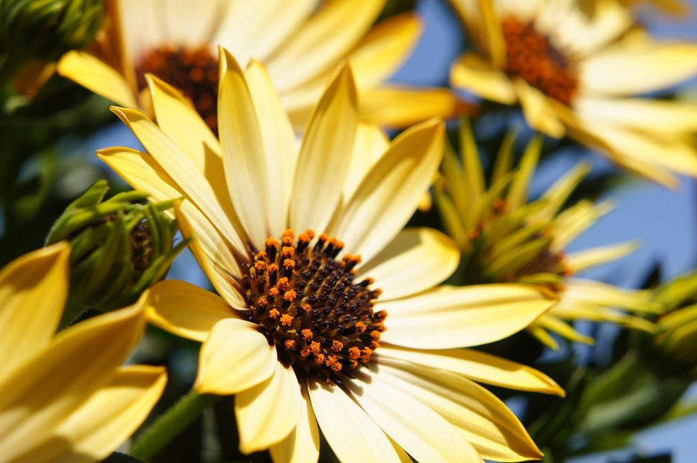 Free yellow daisy background image, public domain flower CC0 photo.