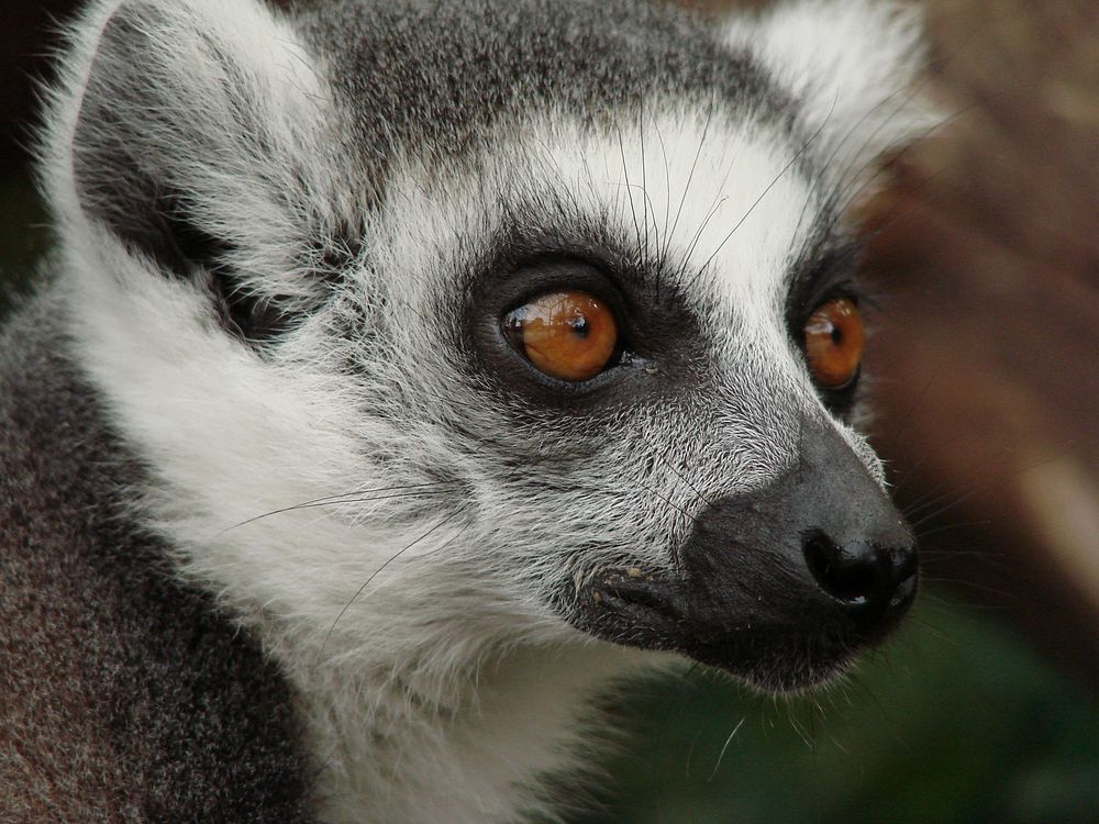 Free cute lemur face image, public domain CC0 photo.