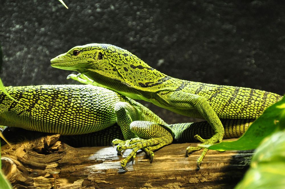 Free green lizard monitor image, public domain animal CC0 photo.