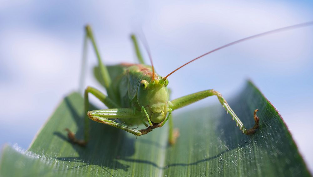 Free close up green grasshopper image, public domain animal CC0 photo.