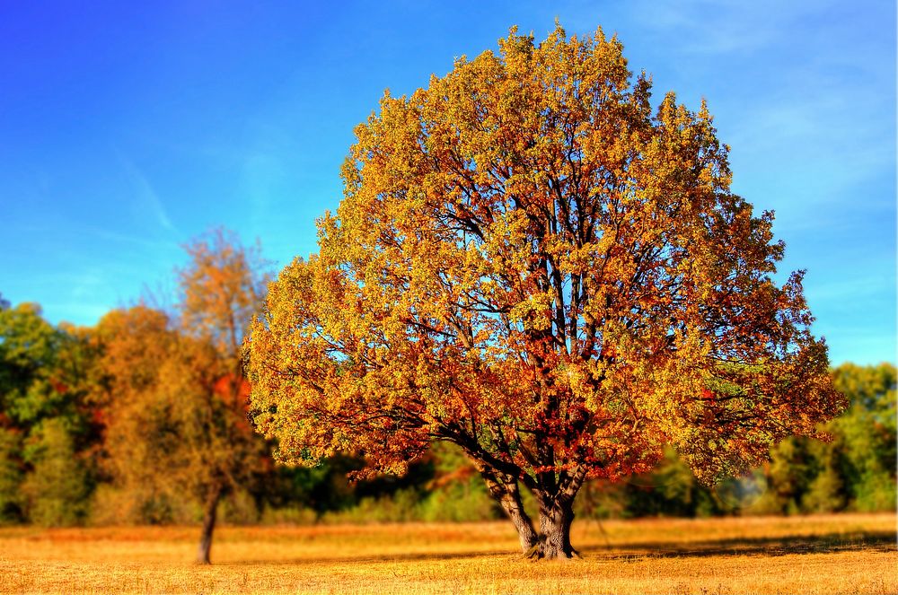 Free autumn orange tree photo, public domain nature CC0 image.