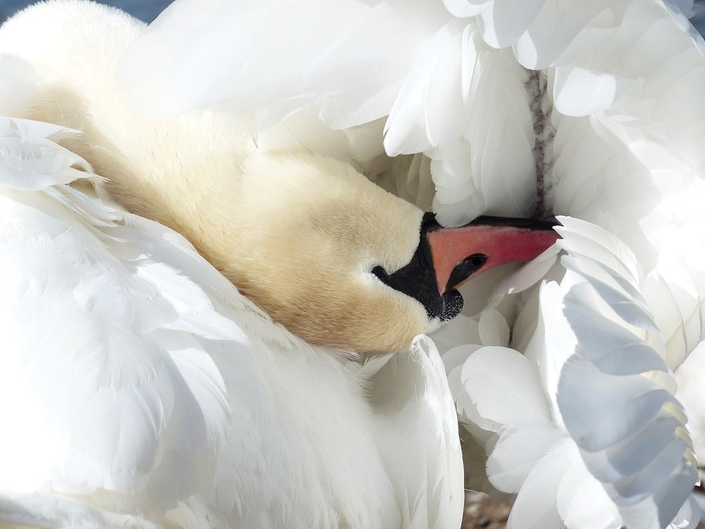 Free swan image, public domain animal CC0 photo.