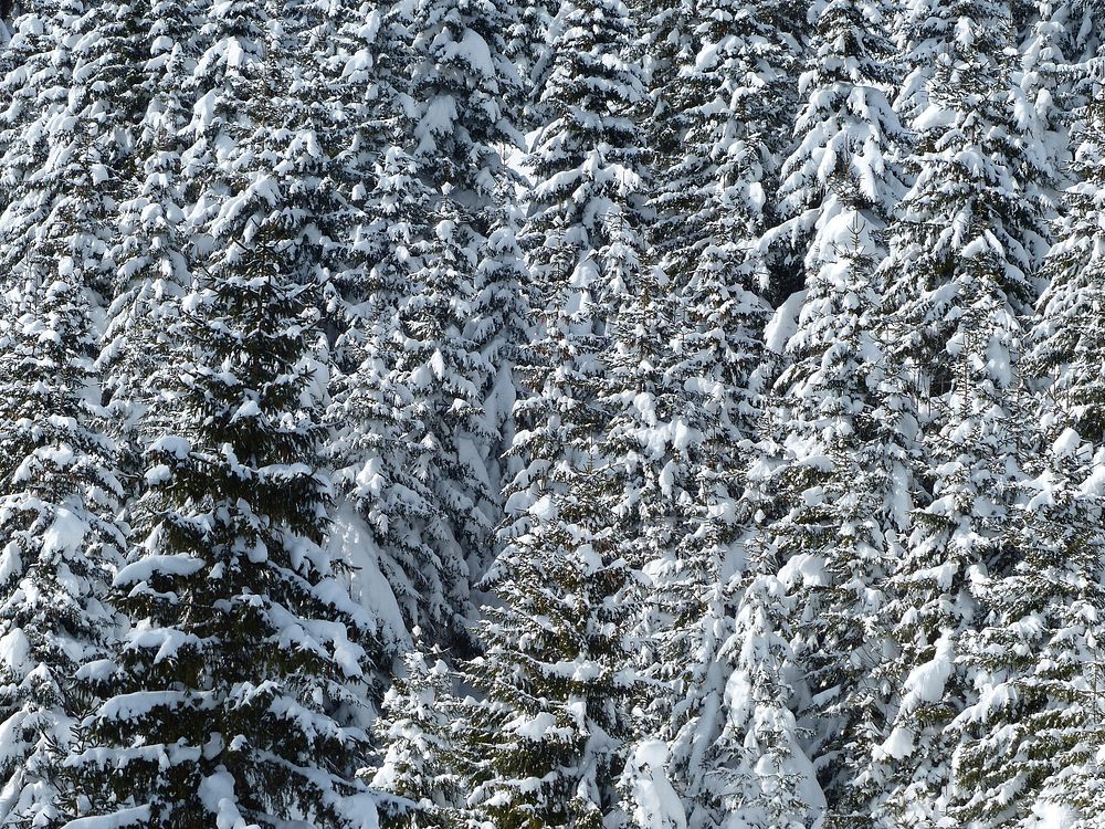 Free winter snow trees photo, public domain winter CC0 image.