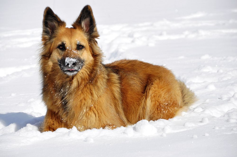 Free German shepherd dog lying on snow image, public domain animal CC0 photo.