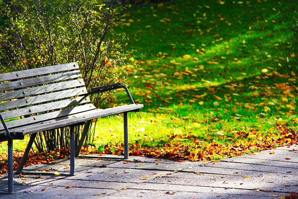 Free park bench during fall image, public domain CC0 photo.
