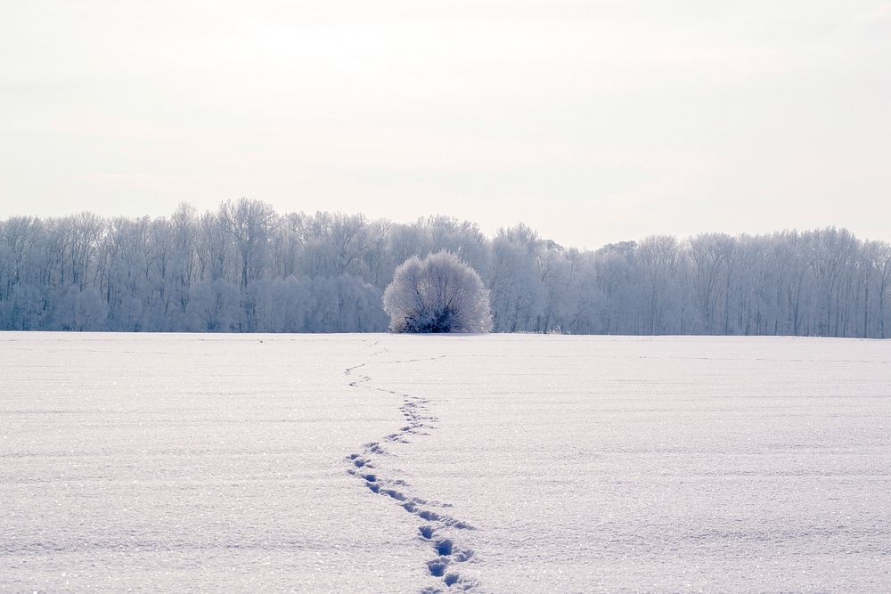 Free foot prints on snow image, public domain winter CC0 photo.