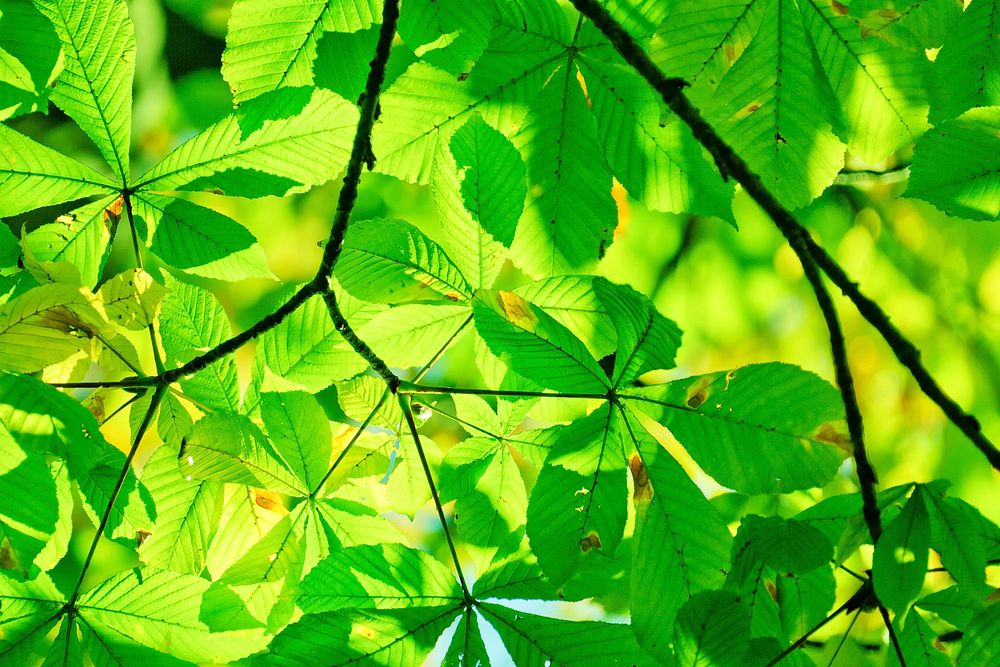 Free leaves on tree branches image, public domain nature CC0 photo.