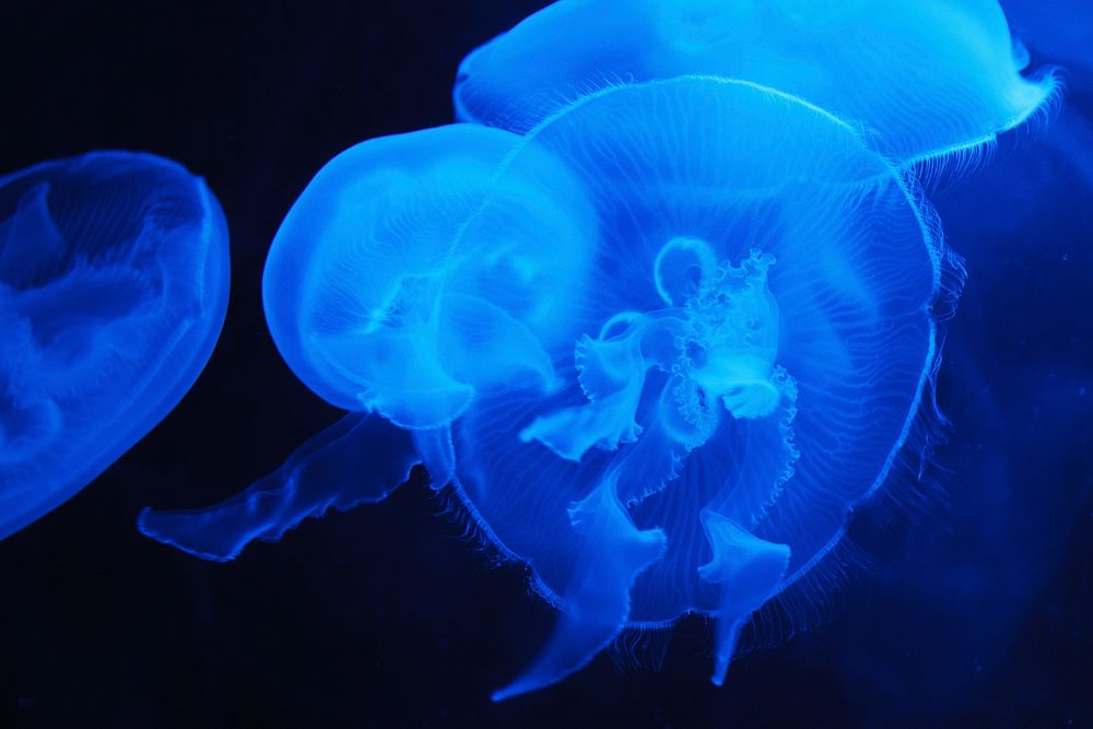 Free Jelly Fishes Image, Public 