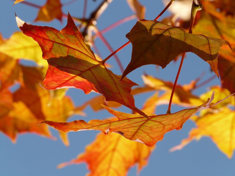 Free autumn leaves image, public domain plant CC0 photo.