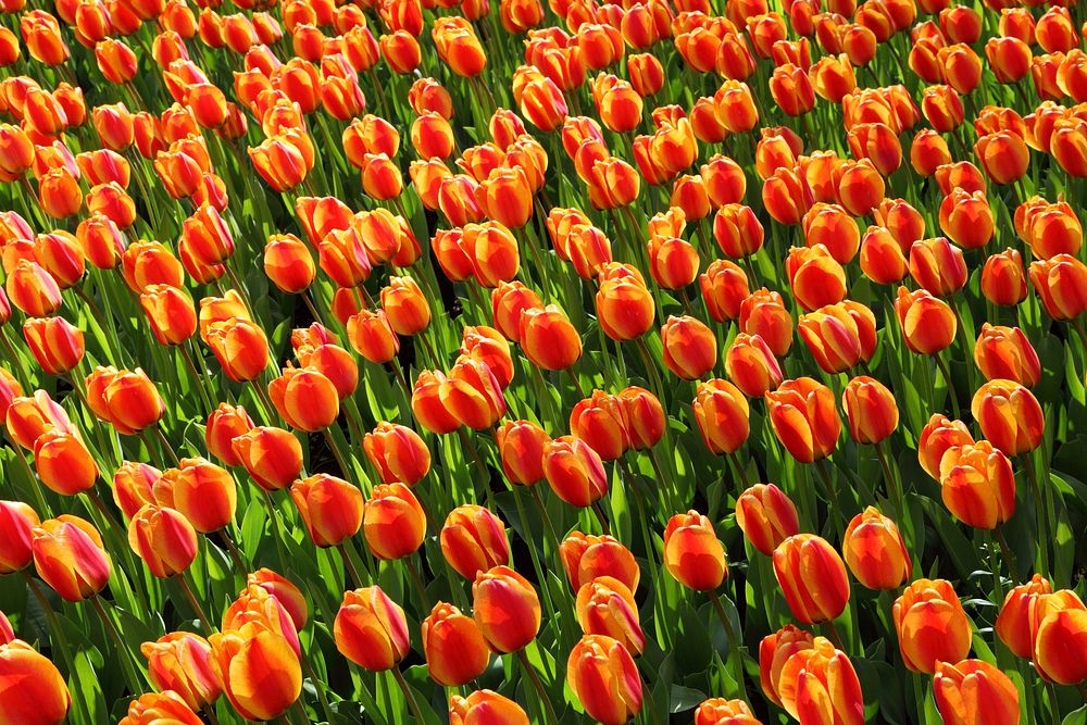 Free tulips field image, public domain flower CC0 photo.