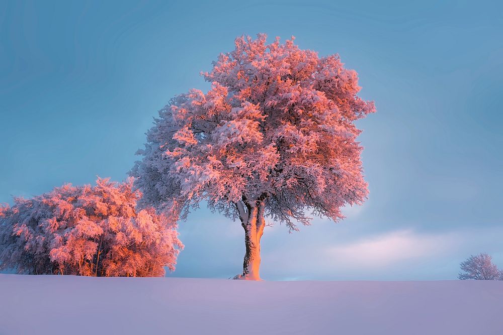 Free snow covered tree photo, public domain winter CC0 image.