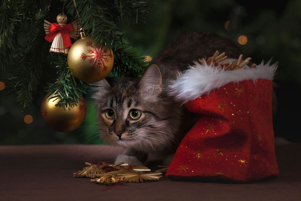 Free cat under Christmas tree image, public domain CC0 photo.