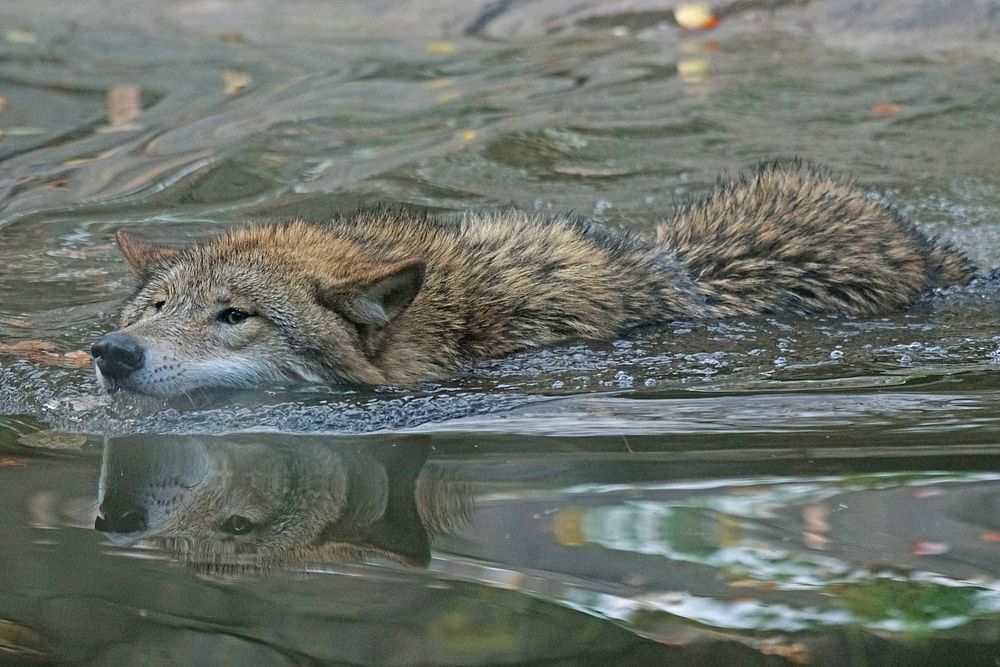 Free cute wolf swimming image, public domain CC0 photo.